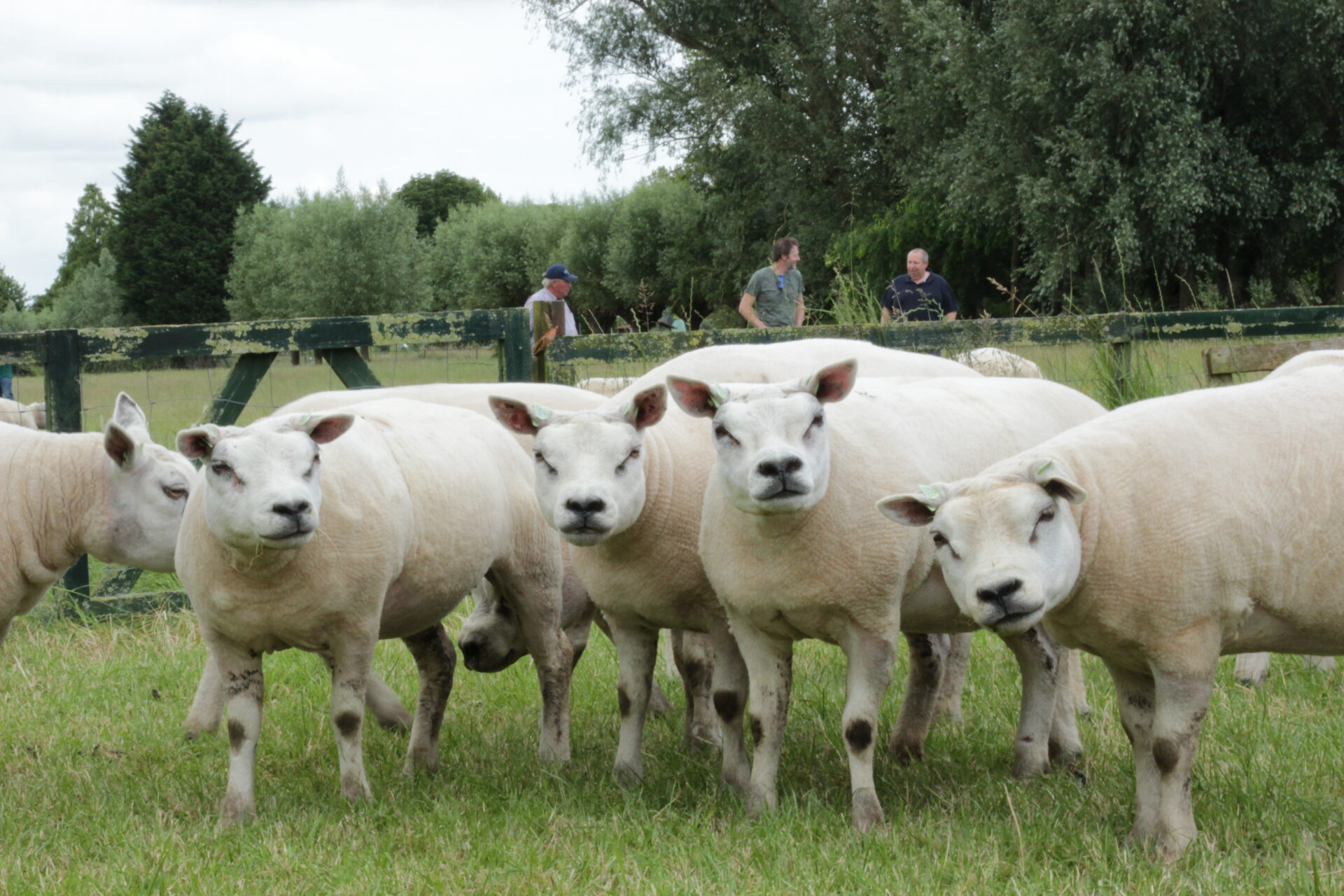 Texelaars op een keuring