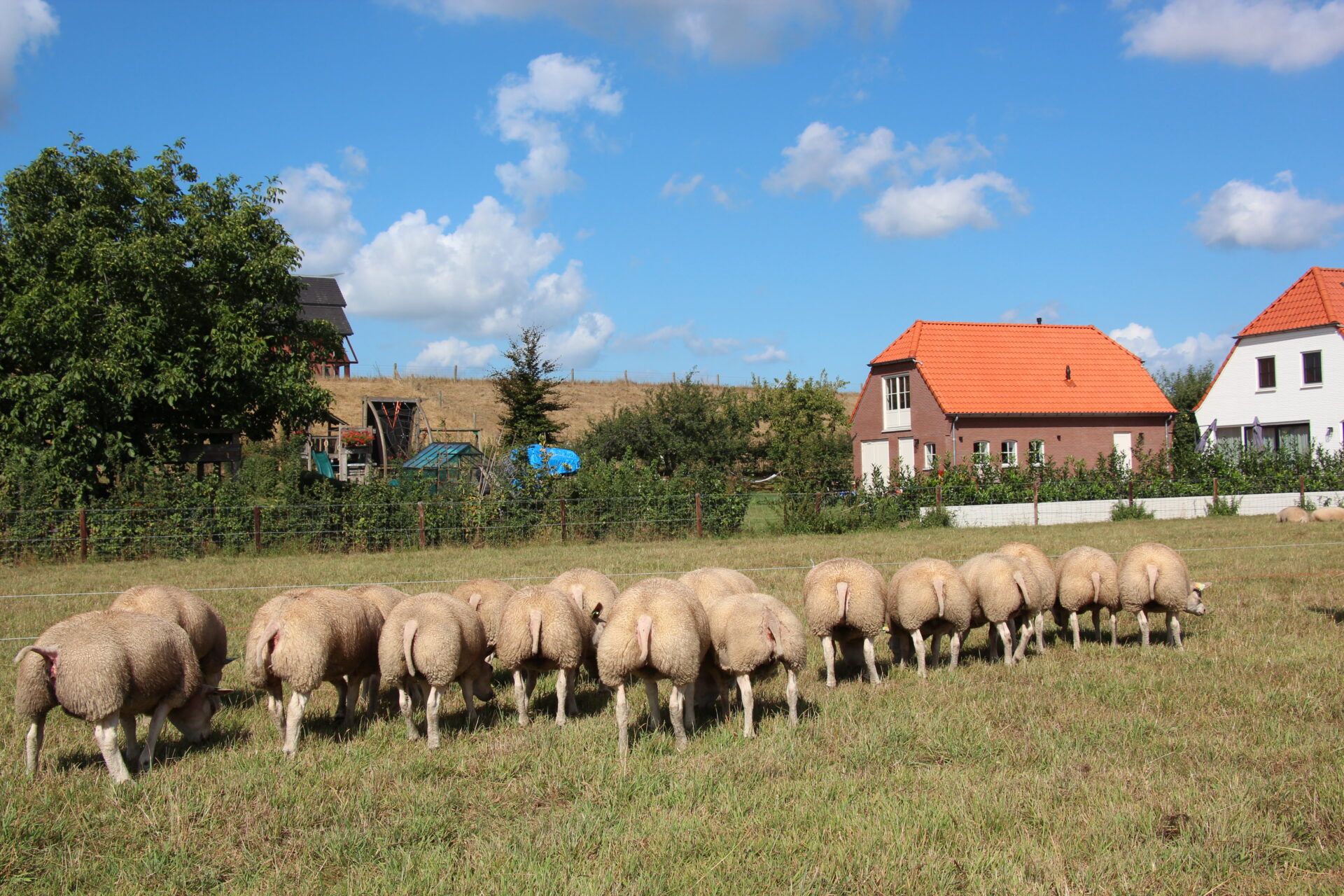 Kudde Texelaars grazend in de wei